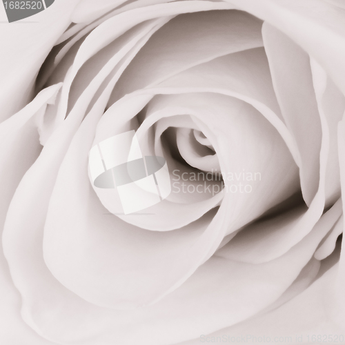 Image of white rose close up