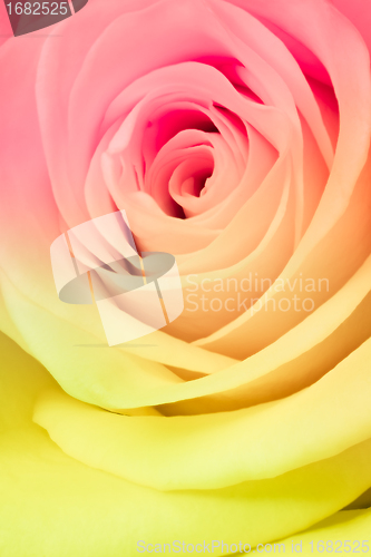 Image of multicolor rose