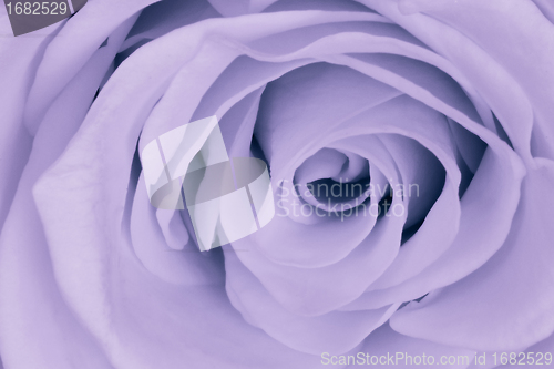 Image of violet rose close up