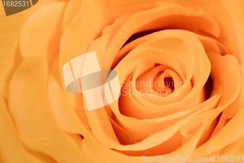 Image of orange rose close up