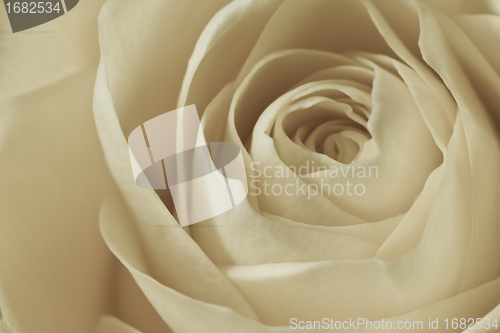 Image of white rose macro