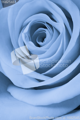 Image of blue rose close up