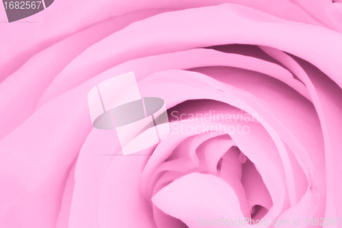 Image of pink rose close up