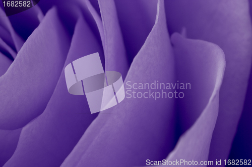 Image of violet rose macro