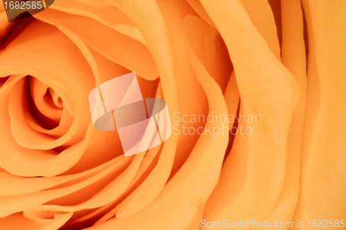 Image of orange rose close up