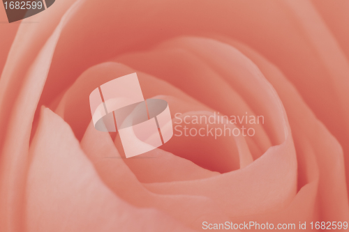 Image of pink rose macro