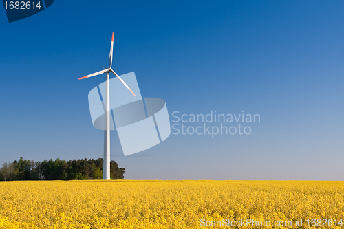 Image of windmill  farm in the rape field