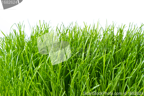 Image of green grass