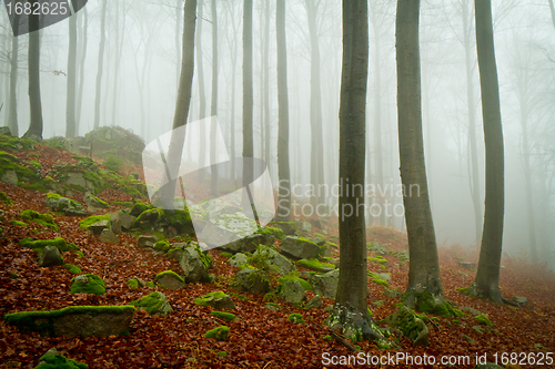 Image of misty forest