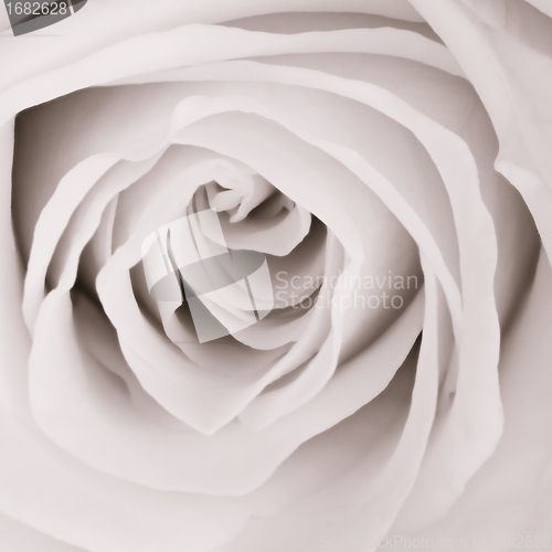 Image of white rose close up