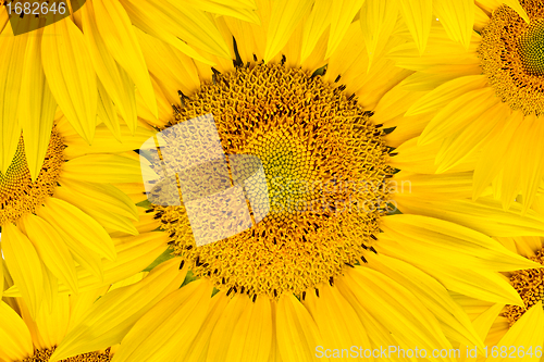 Image of background made of beautiful sunflowers