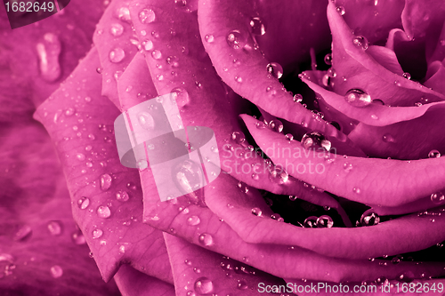 Image of pink rose