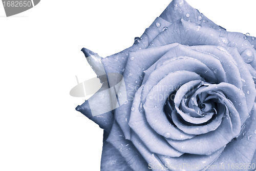 Image of blue rose