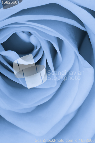 Image of blue rose close up