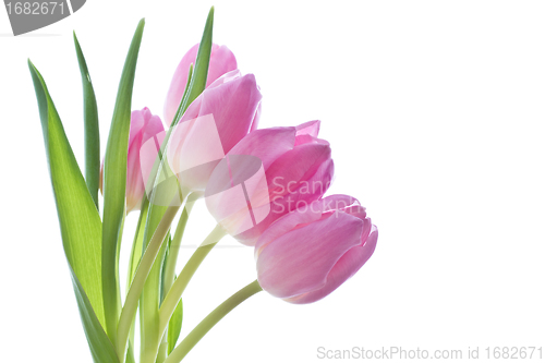 Image of pink tulips
