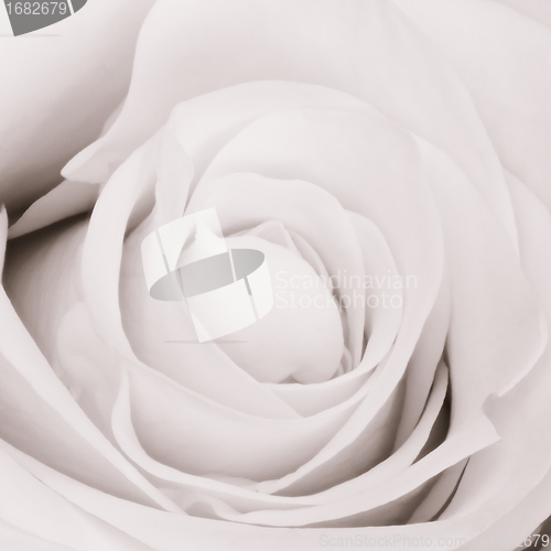 Image of white rose close up
