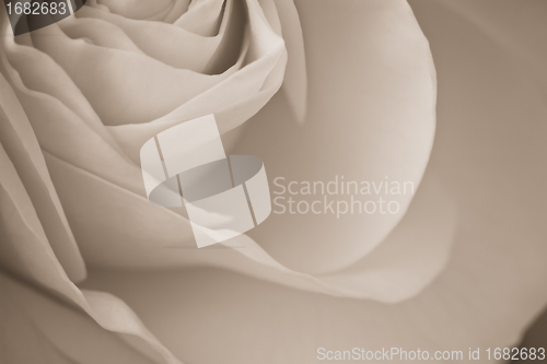Image of white rose macro