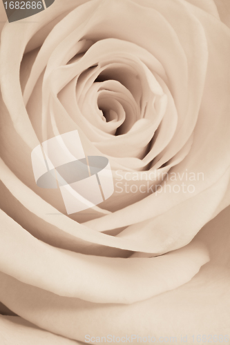 Image of white rose close up