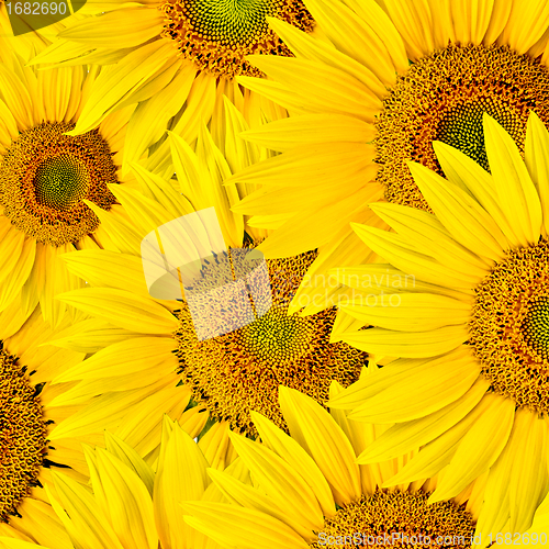 Image of sunflower background