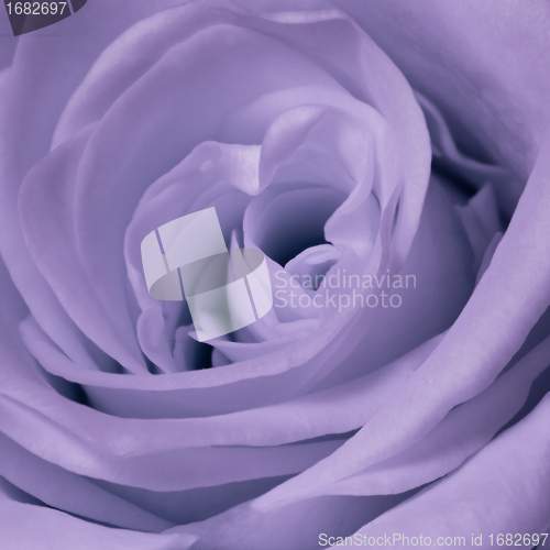 Image of violet rose close up