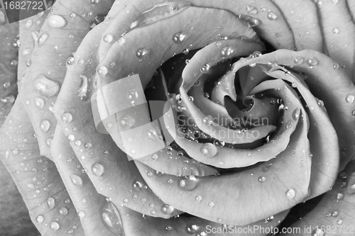 Image of white rose
