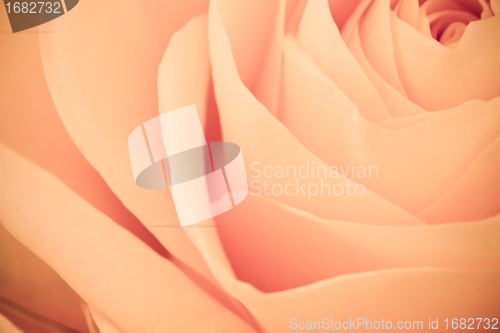 Image of orange rose macro