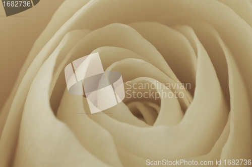 Image of white rose macro