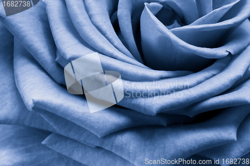 Image of blue rose