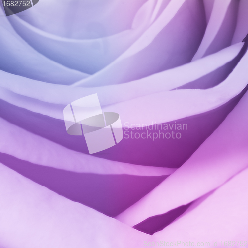 Image of multicolor rose