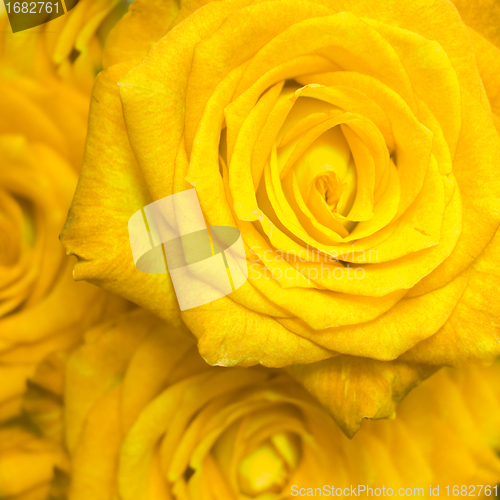 Image of rose bouquet