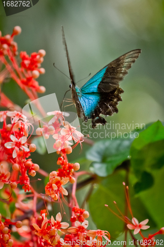 Image of tropical butterfly