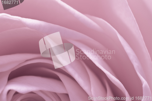 Image of pink rose macro