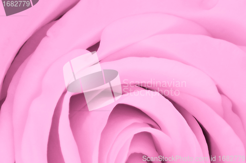 Image of pink rose close up
