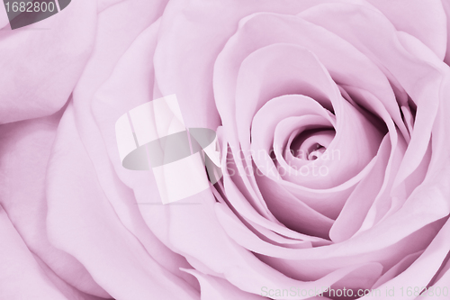Image of violet rose close up