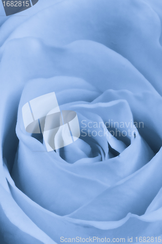 Image of blue rose close up