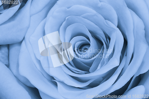 Image of blue rose close up