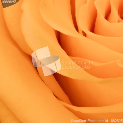 Image of orange rose close up