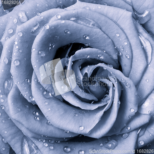 Image of blue rose