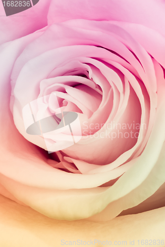 Image of multicolor rose