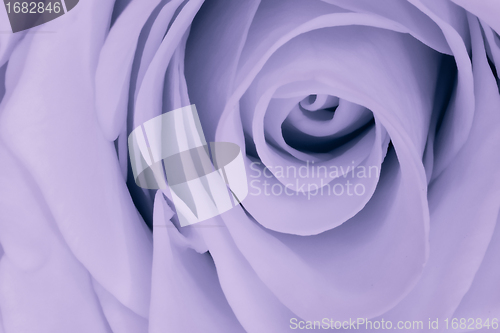 Image of violet rose close up