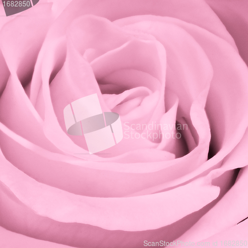 Image of pink rose close up