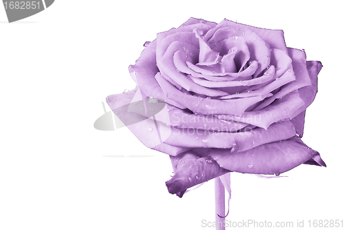 Image of violet rose