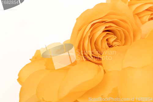 Image of orange rose macro