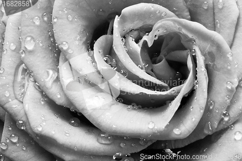 Image of white rose