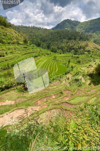Image of rice fields in Bali, Indonesia
