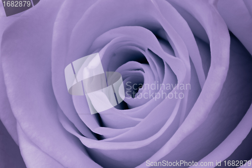 Image of violet rose close up