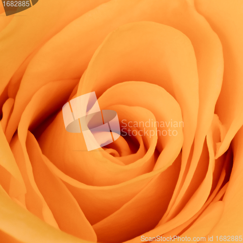 Image of orange rose close up