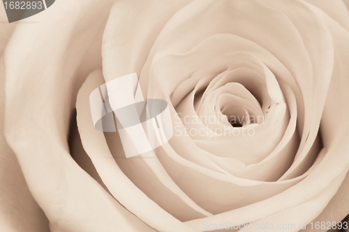 Image of white rose close up