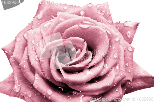 Image of pink rose