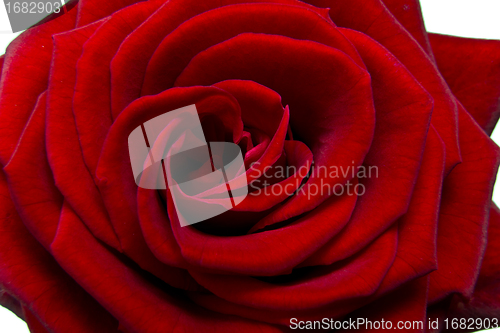 Image of red rose